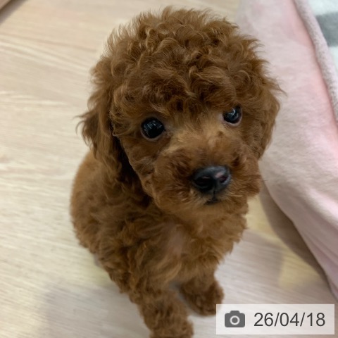 トイ・プードルの写真