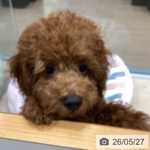 千葉県のトイプードル(トイ) (ペットプラス 柏店/2026年2月15日生まれ/男の子/レッド)の子犬の3枚目の画像