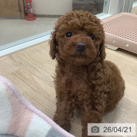 東京都のトイプードル(トイ) (ペットプラス 日の出店/2026年2月15日生まれ/女の子/レッド)の子犬の3枚目の画像