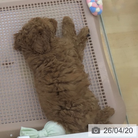 トイ・プードルの写真