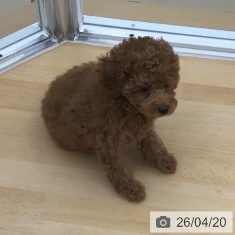 トイ・プードルの写真