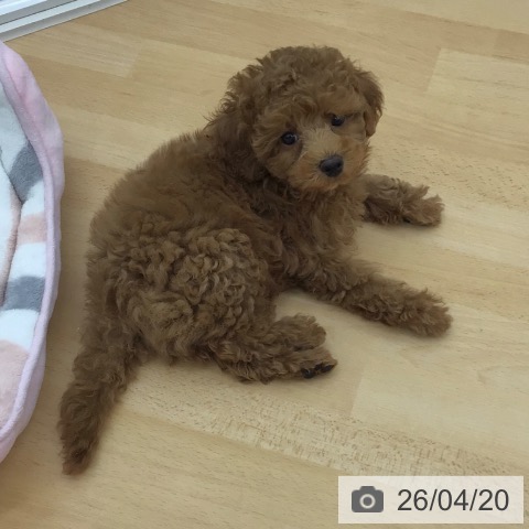 トイ・プードルの写真