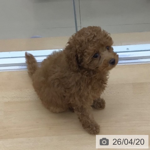 トイ・プードルの写真