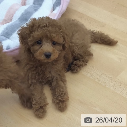 トイ・プードルの写真