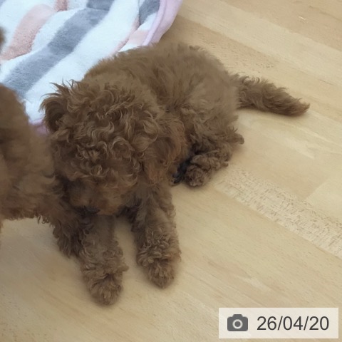 トイ・プードルの写真