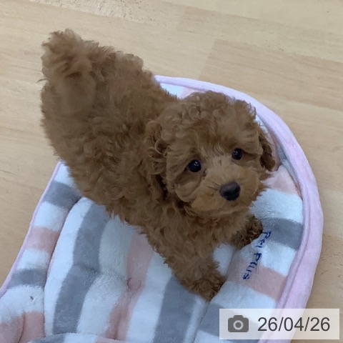 青森県のトイプードル(トイ) (ペットプラス 青森浜田店/2026年2月12日生まれ/男の子/レッド)の子犬の3枚目の画像
