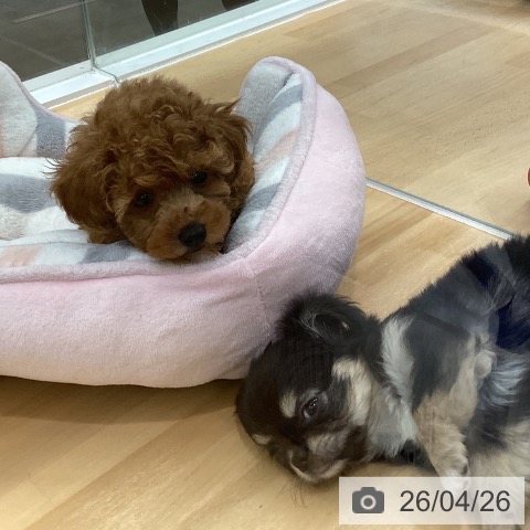 長野県のトイプードル(トイ) (ペットプラス 松本店/2026年2月12日生まれ/女の子/レッド)の子犬の4枚目の画像