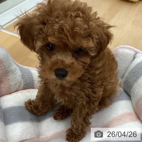 長野県のトイプードル(トイ) (ペットプラス 松本店/2026年2月12日生まれ/女の子/レッド)の子犬の3枚目の画像