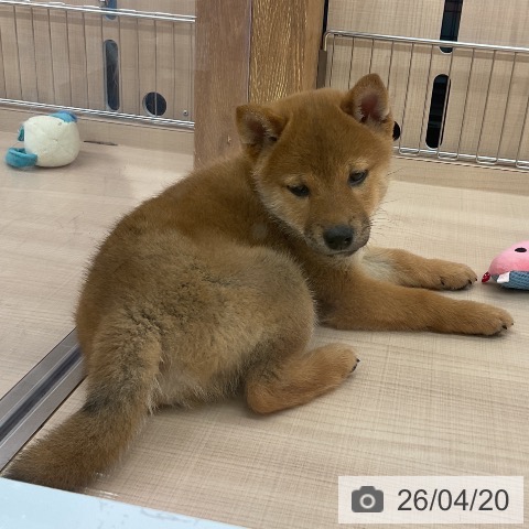埼玉県の柴犬(標準サイズ) (ペッツワン 浦和美園店/2026年2月16日生まれ/男の子/赤)の子犬の4枚目の画像