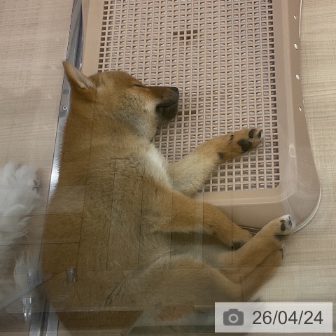 埼玉県の柴犬(標準サイズ) (ペッツワン 浦和美園店/2026年2月16日生まれ/男の子/赤)の子犬の3枚目の画像