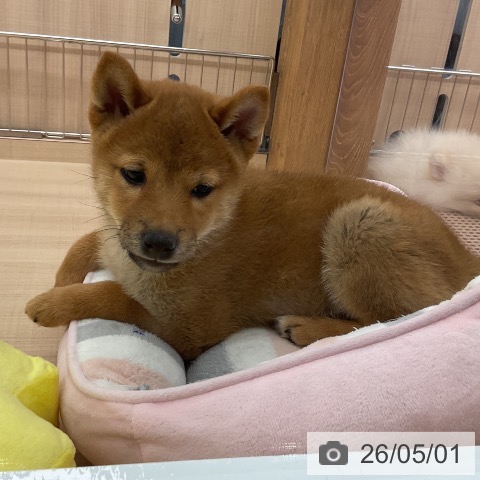 埼玉県の柴犬(標準サイズ) (ペッツワン 浦和美園店/2026年2月16日生まれ/男の子/赤)の子犬の3枚目の画像