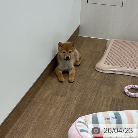 埼玉県の柴犬(標準サイズ) (ペッツワン 吉川美南店/2026年2月16日生まれ/男の子/赤)の子犬の4枚目の画像