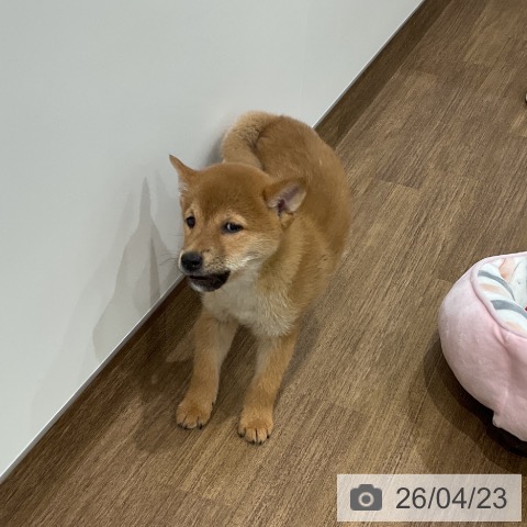 埼玉県の柴犬(標準サイズ) (ペッツワン 吉川美南店/2026年2月16日生まれ/男の子/赤)の子犬の3枚目の画像