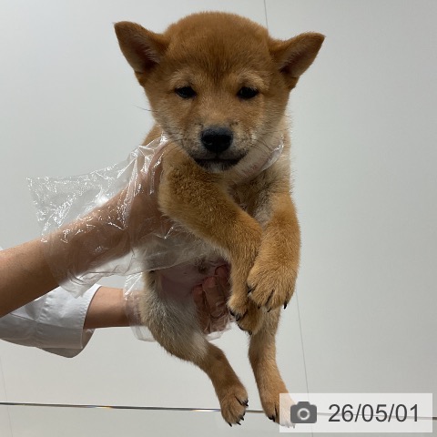 埼玉県の柴犬(標準サイズ) (ペッツワン 吉川美南店/2026年2月16日生まれ/男の子/赤)の子犬の4枚目の画像