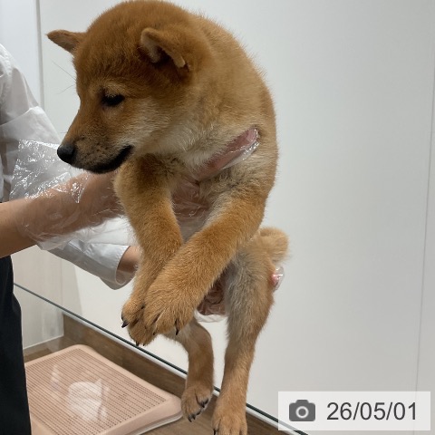埼玉県の柴犬(標準サイズ) (ペッツワン 吉川美南店/2026年2月16日生まれ/男の子/赤)の子犬の3枚目の画像
