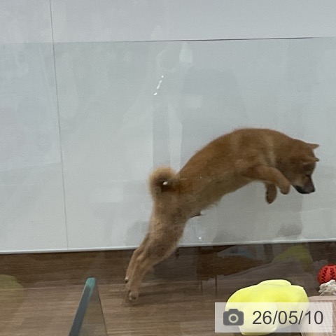 埼玉県の柴犬(標準サイズ) (ペッツワン 吉川美南店/2026年2月16日生まれ/男の子/赤)の子犬の4枚目の画像