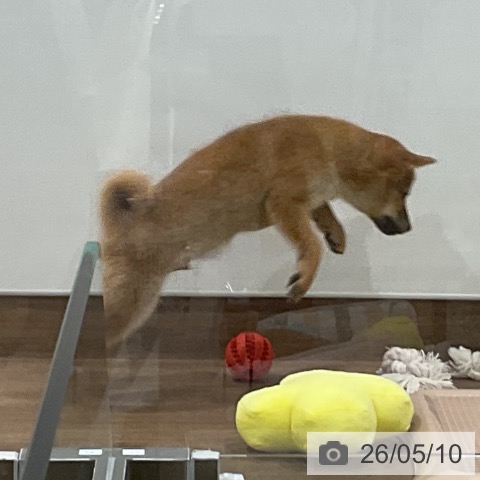 埼玉県の柴犬(標準サイズ) (ペッツワン 吉川美南店/2026年2月16日生まれ/男の子/赤)の子犬の3枚目の画像