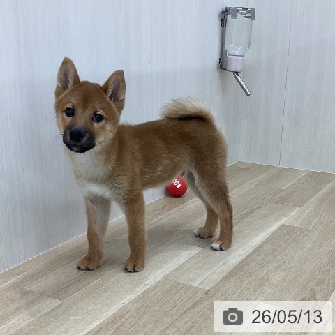 神奈川県の柴犬(標準サイズ) (ペットプラス 相模原並木店/2026年2月16日生まれ/男の子/赤)の子犬の4枚目の画像