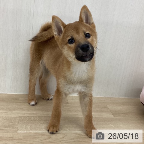 神奈川県の柴犬(標準サイズ) (ペットプラス 相模原並木店/2026年2月16日生まれ/男の子/赤)の子犬の4枚目の画像