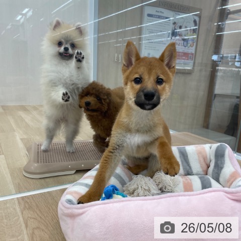 神奈川県の柴犬(標準サイズ) (ペットプラス 相模原並木店/2026年2月16日生まれ/男の子/赤)の子犬の3枚目の画像