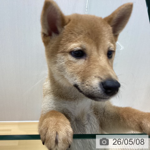 山梨県の柴犬(標準サイズ) (ペットプラス 甲府昭和店/2026年2月16日生まれ/女の子/赤)の子犬の4枚目の画像