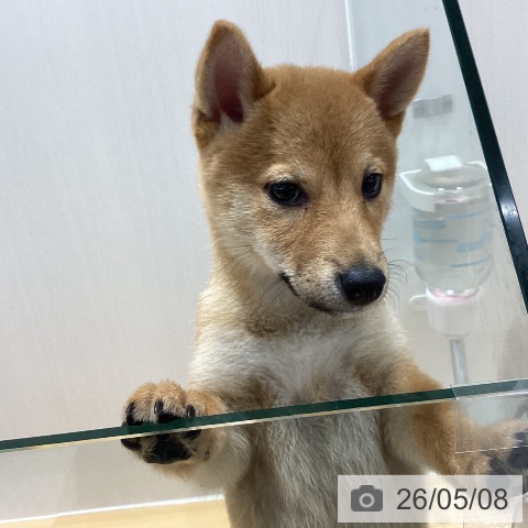 山梨県の柴犬(標準サイズ) (ペットプラス 甲府昭和店/2026年2月16日生まれ/女の子/赤)の子犬の3枚目の画像