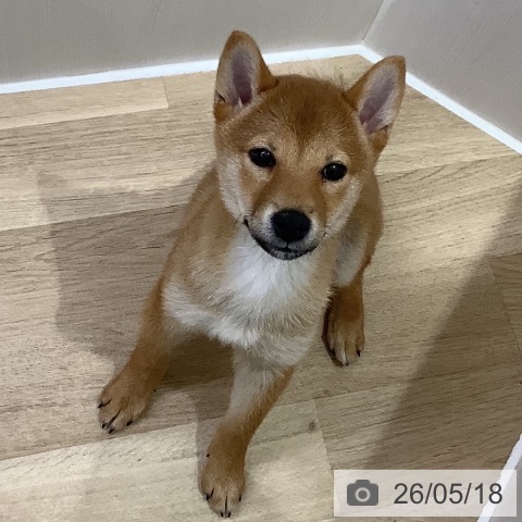 山梨県の柴犬(標準サイズ) (ペットプラス 甲府昭和店/2026年2月16日生まれ/女の子/赤)の子犬の4枚目の画像