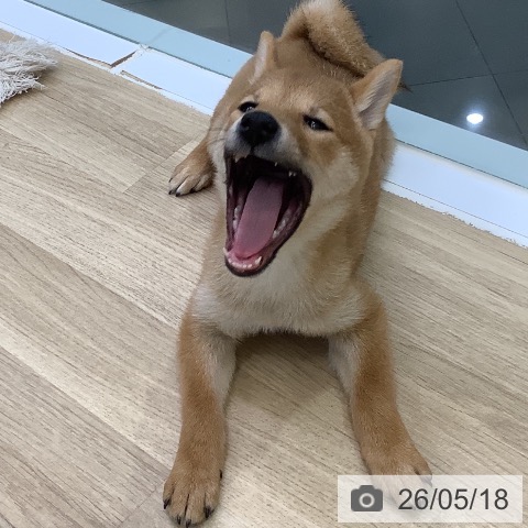 山梨県の柴犬(標準サイズ) (ペットプラス 甲府昭和店/2026年2月16日生まれ/女の子/赤)の子犬の3枚目の画像