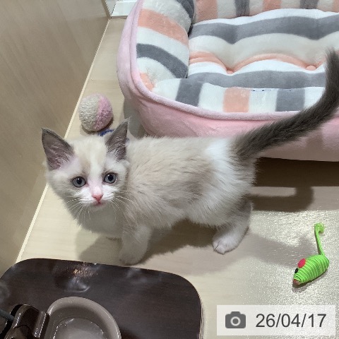 ラグドールの写真