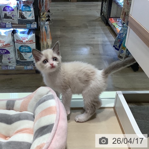 ラグドールの写真