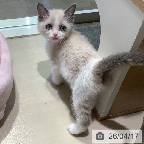 ラグドールの写真