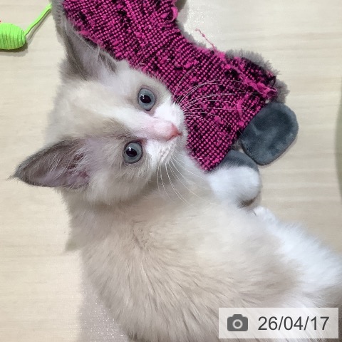 ラグドールの写真