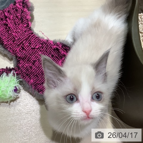 ラグドールの写真