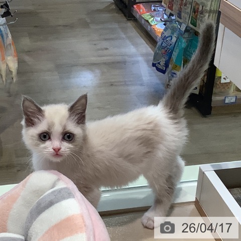 ラグドールの写真