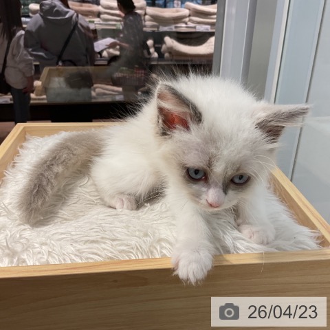 群馬県のラグドール (ペットプラス イオンモール太田店/2026年2月16日生まれ/男の子/ブルーポイントバイカラー)の子猫の3枚目の画像