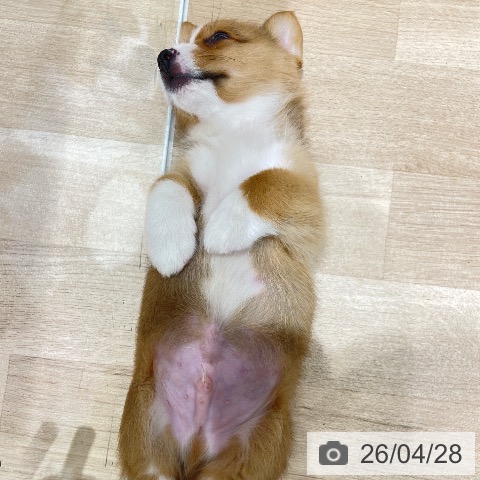 埼玉県のウェルシュコーギーペンブローク (ペットプラス ららぽーと富士見店/2026年2月17日生まれ/男の子/レッドホワイト)の子犬の3枚目の画像