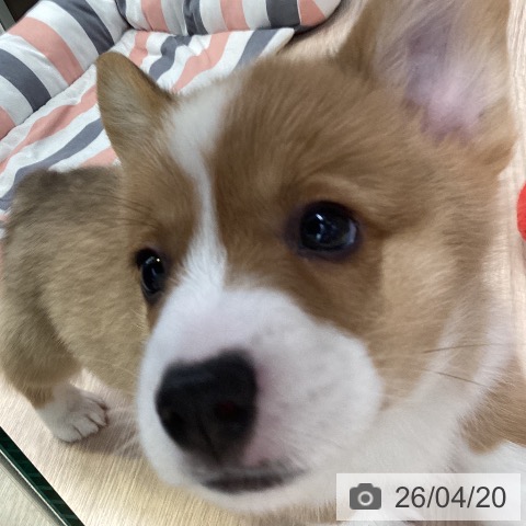 ウェルシュ・コーギー・ペンブロークの写真