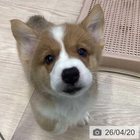 ウェルシュ・コーギー・ペンブロークの写真