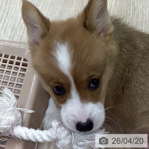 ウェルシュ・コーギー・ペンブロークの写真