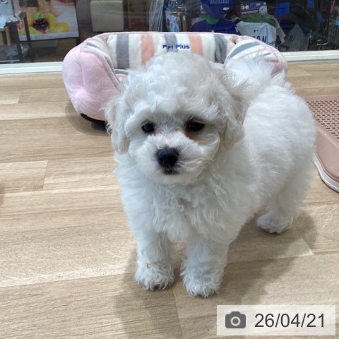 ビション・フリーゼの写真