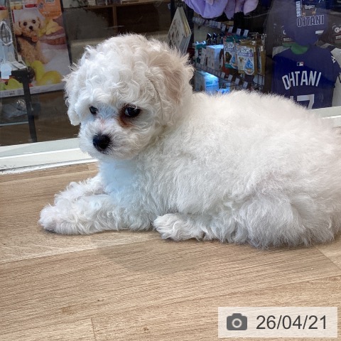 ビション・フリーゼの写真