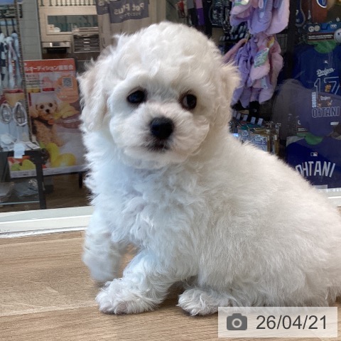 ビション・フリーゼの写真