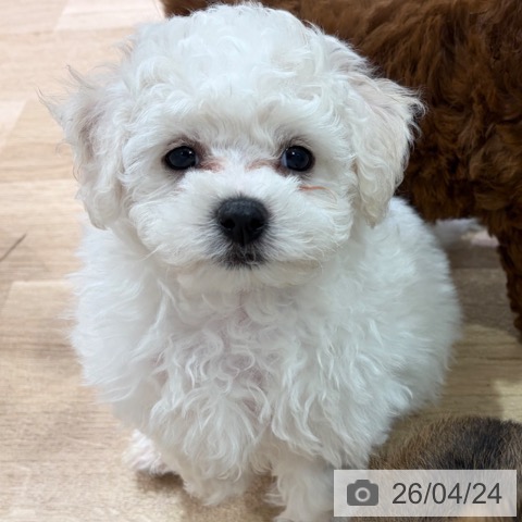 神奈川県のビションフリーゼ (ペットプラス ゆめが丘ソラトス店/2026年2月16日生まれ/男の子/ホワイト)の子犬の3枚目の画像