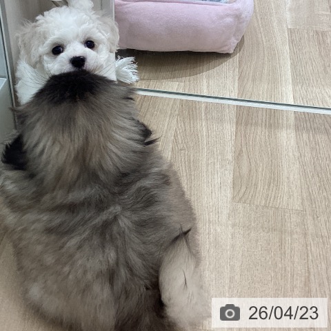 宮城県のビションフリーゼ (ペットプラス 仙台上杉店/2026年2月16日生まれ/男の子/ホワイト)の子犬の4枚目の画像