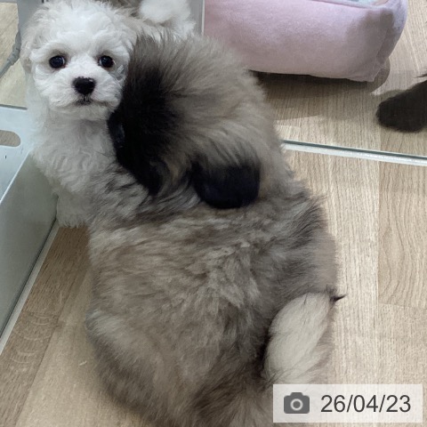 宮城県のビションフリーゼ (ペットプラス 仙台上杉店/2026年2月16日生まれ/男の子/ホワイト)の子犬の3枚目の画像