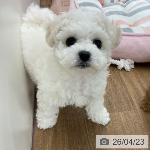 千葉県のビションフリーゼ (ペッツワン 千葉ニュータウン店/2026年2月16日生まれ/男の子/ホワイト)の子犬の4枚目の画像