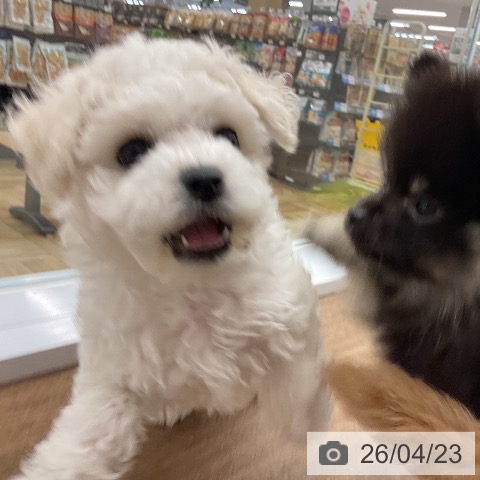 千葉県のビションフリーゼ (ペッツワン 千葉ニュータウン店/2026年2月16日生まれ/男の子/ホワイト)の子犬の3枚目の画像