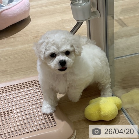 神奈川県のビションフリーゼ (ペットプラス モザイクモール港北店/2026年2月16日生まれ/女の子/ホワイト)の子犬の4枚目の画像