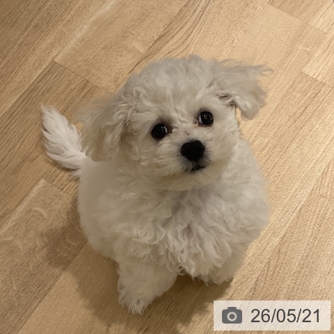 神奈川県のビションフリーゼ (ペットプラス モザイクモール港北店/2026年2月16日生まれ/女の子/ホワイト)の子犬の4枚目の画像
