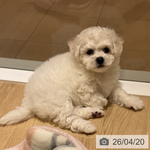 神奈川県のビションフリーゼ (ペットプラス モザイクモール港北店/2026年2月16日生まれ/女の子/ホワイト)の子犬の3枚目の画像